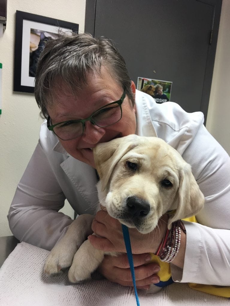 Dr ten broeke with yellow lab pup Gladstone Veterinary Clinic