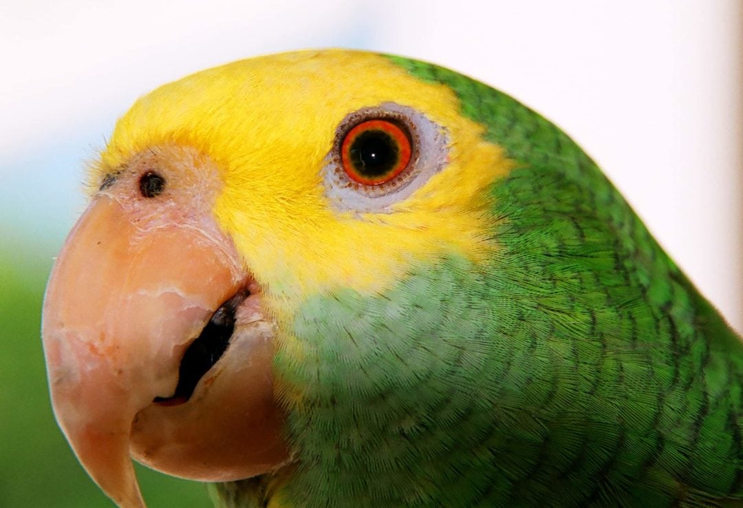 yellow headed parrot-min – Gladstone Veterinary Clinic